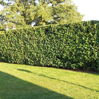 Image of 20 x 1-2ft Laurel (Prunus Laurocerasus 'Rotundifolia') Large Multi-stemmed Bushy Bare Root Evergreen Hedging Plants Whip Sapling