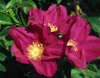 Image of 50 x 1-2ft Red Hedging Rose (Rosa Rugosa 'Rubra') Field Grown Bare Root Hedging Plants Tree Whip Sapling