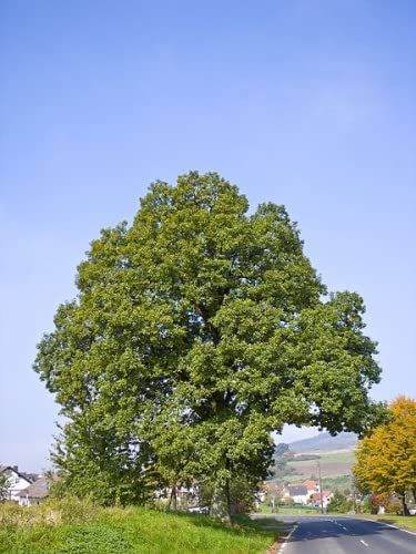 Image of 15 x 3-4ft Sessile Oak (Quercus Petraea) Field Grown Bare Root Hedging Plants Tree Whip Sapling