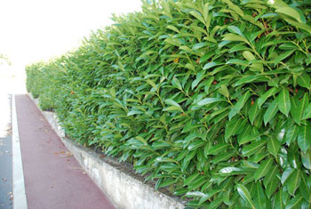 Image of Shady Laurel Evergreen Hedge Plants Hardy Bare Root 2-3ft