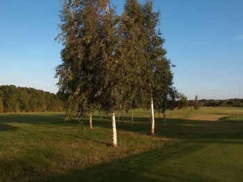 Image of 100 x 3-4ft Silver Birch (Betula Pendula) Field Grown Hedging Plants Tree Sapling