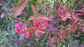 Image of 50 x 3-4ft Spindle (Euonymus Europaeus) Field Grown Hedging Plants