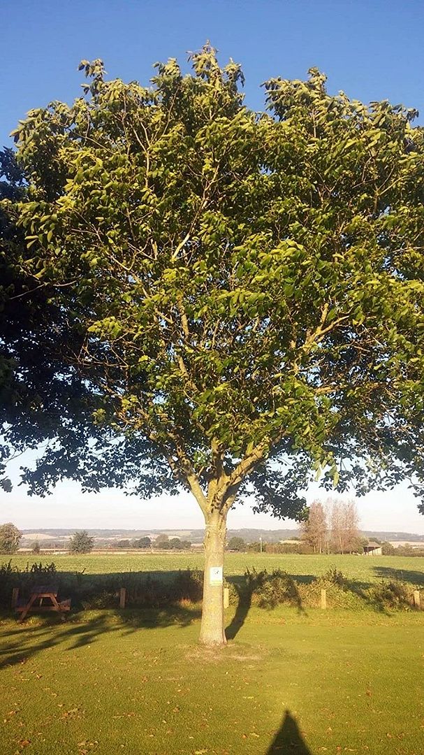 Image of 15 x 40-60cm Walnut (Juglans Regia) Field Grown saplings Hedging Plants Tree Whip