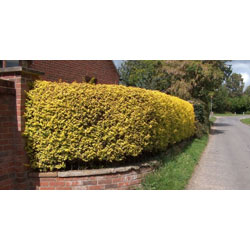 Small Image of 10 x 1-2ft Golden Privet (Ligustrum Aureum) Evergreen Hedging Plants