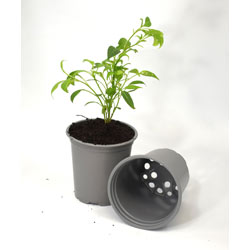 Extra image of Nutley's 9cm Round Plastic Plant Pots - Grey