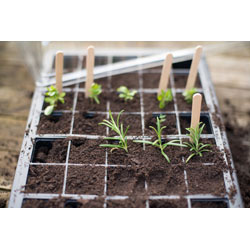 Extra image of Nutley's 40 Cell Full Size Seed Propagator Set - Tray: Without Holes - Pack Quantity: 10