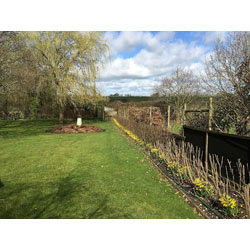 Small Image of 150 x 2-3ft - Mixed Bare Root Plant Hedging (Value Pack)
