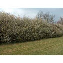 Small Image of 1000 x 2ft Blackthorn (Prunus Spinosa) Bare Root Hedging Plants