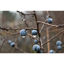 Extra image of 50 x 3-4ft Blackthorn (Prunus Spinosa) Bare Root Hedging Plants
