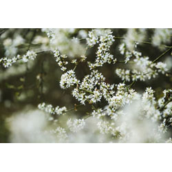 Extra image of 10 x 3-4ft Blackthorn (Prunus Spinosa) Bare Root Hedging Plants
