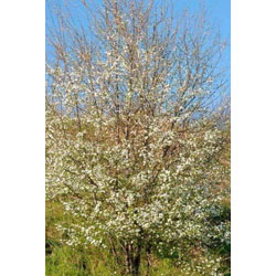 Small Image of 10 Cherry Plum (Prunus Cerasifera) Bare Root Hedging Plants - 2-3ft