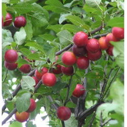 Extra image of Cherry Plum (Prunus Cerasifera) Bare Root Hedging Plants - 2-3ft