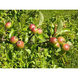 Small Image of 100 x 2-3ft Crab Apple (Malus Sylvestris) Grade A Bare Root Hedge Hedging Plants Tree Sapling
