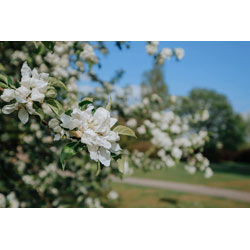Extra image of 125 x 2-3ft Crab Apple (Malus Sylvestris) Grade A Bare Root Hedge Hedging Plants Tree Sapling