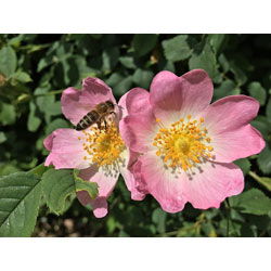 Small Image of 3ft Dog Rose (Rosa Canina) Field Grown Bare Root Hedging Plants