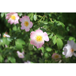 Extra image of 20 x 3-4ft Dog Rose (Rosa Canina) Field Grown Bare Root Hedging Plants Tree Whip Sapling