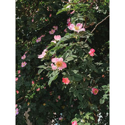 Extra image of 25 x 2-3ft Dog Rose (Rosa Canina) Field Grown Bare Root Hedging Plants Tree Whip Sapling