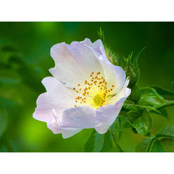 Extra image of 250 x 1-2ft Dog Rose (Rosa Canina) Field Grown Bare Root Hedging Plants Tree Whip Sapling