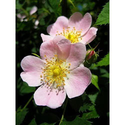 Extra image of 3ft Dog Rose (Rosa Canina) Field Grown Bare Root Hedging Plants