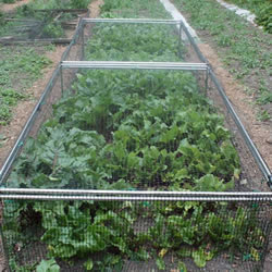 Small Image of Standard Strawberry Cage 46cm x 122cm x 183cm with Bird Netting