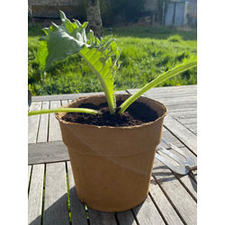 Extra image of Nutley's 3-Litre Biodegradeable Organic Wood Fibre Plantable Plant Pots - Pack quantity: 20