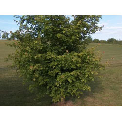 Small Image of Field Maple (Acer Campestre) Grade A Bare Root Hedging Plant - 4ft