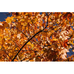 Extra image of Field Maple (Acer Campestre) Grade A Bare Root Hedging Plant - 4ft