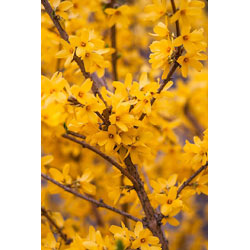 Extra image of 40 x 3ft Forsythia (Spectabilis) Field Grown Bare Root Hedging Plants Tree Whip Sapling