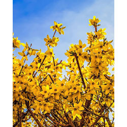 Extra image of 45 x 3ft Forsythia (Spectabilis) Field Grown Bare Root Hedging Plants Tree Whip Sapling