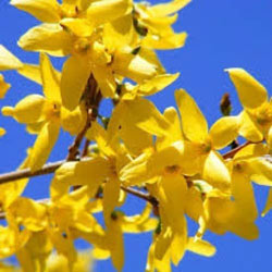 Extra image of 125 x 3ft Forsythia (Spectabilis) Field Grown Bare Root Hedging Plants Tree Whip Sapling