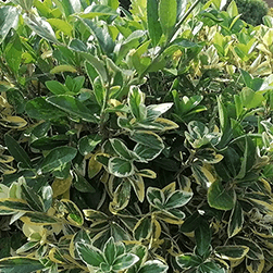 Extra image of 100 x 3ft Golden Privet (Ligustrum Aureum) Evergreen Hedging Plants
