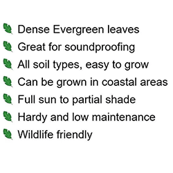 Extra image of 10 x 4-5ft Green Privet (Ligustrum Ovalifolium) Evergreen Bare Root Hedging Plants