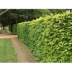 Small Image of Green Beech (Fagus Sylvatica) Semi-Evergreen Bare Root Hedging Plants - 5ft