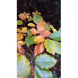 Extra image of 45 x 1-2ft Green Beech (Fagus Sylvatica) Semi-Evergreen Bare Root Hedging Plants