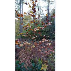 Extra image of Green Beech (Fagus Sylvatica) Semi-Evergreen Bare Root Hedging Plants - 2-3ft