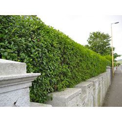 Small Image of 150 x 3-4ft Green Privet (Ligustrum Ovalifolium) Evergreen Bare Root Hedging Plants Sapling for an Instant Hedge - Easy to Grow!