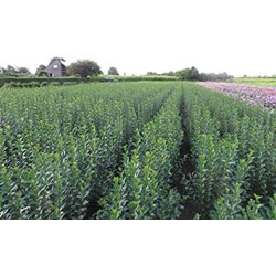 Extra image of 25 x 2-3ft Green Privet (Ligustrum Ovalifolium) Evergreen Bare Root Hedging Plants