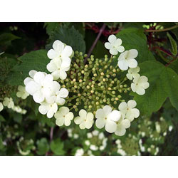 Small Image of 45 x 2-3ft Guelder Rose (Viburnum Opulus) Field Grown Bare Root Shade Loving Hedging Plants Tree Whip Sapling