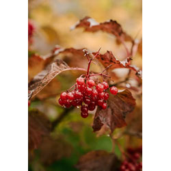 Extra image of 40 x 3-4ft Guelder Rose (Viburnum Opulus) Field Grown Bare Root Shade Loving Hedging Plants Tree Whip Sapling