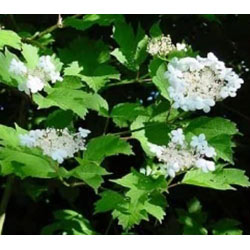 Extra image of 20 x 3ft Guelder Rose (Viburnum Opulus) Field Grown Bare Root Shade Loving Hedging Plants Tree Whip Sapling
