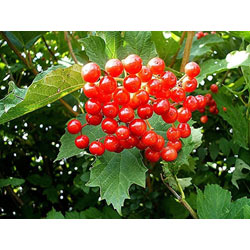 Extra image of 125 x 3-4ft Guelder Rose (Viburnum Opulus) Field Grown Bare Root Shade Loving Hedging Plants Tree Whip Sapling