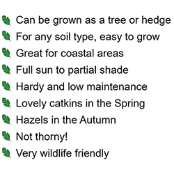 Extra image of 15 x 4-5ft Hazel (Corylus Avellana) Field Grown Bare Root Hedging Plants Tree Whips Saplings