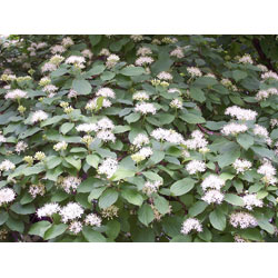 Small Image of 5 x 3-4ft Native Hedging Dogwood (Cornus Sanguinea) Bare Root Hedging Plants Tree Whips