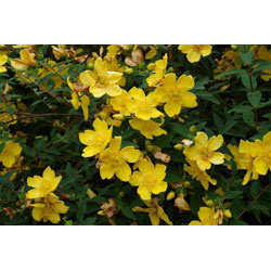 Small Image of 25 x 1-2ft Hypericum 'Hidcote' St John's Wort Field Grown Bare Root Hedging Plants Tree Whip Sapling