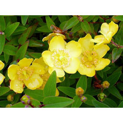 Extra image of 250 x 1-2ft Hypericum 'Hidcote' St John's Wort Field Grown Bare Root Hedging Plants Tree Whip Sapling