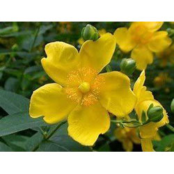 Extra image of 200 x 1-2ft Hypericum 'Hidcote' St John's Wort Field Grown Bare Root Hedging Plants Tree Whip Sapling