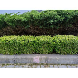 Small Image of Ilex Crenata (Green Hedge) Box Leafed Japanese Holly - 20-30cm