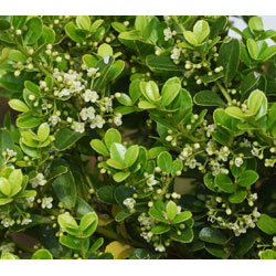 Extra image of 100 x 20-30cm Ilex Crenata (Green Hedge) Box Leafed Japanese Holly 20-30cm