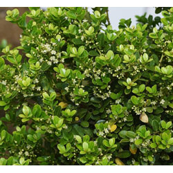 Extra image of 30 x 20-30cm Ilex Crenata (Green Hedge) Box Leafed Japanese Holly 20-30cm