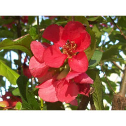 Small Image of 30 x 2-3ft Quince (Chaenomelis Japonica) Field Grown Bare Root Hedging Plants Tree Whip Sapling